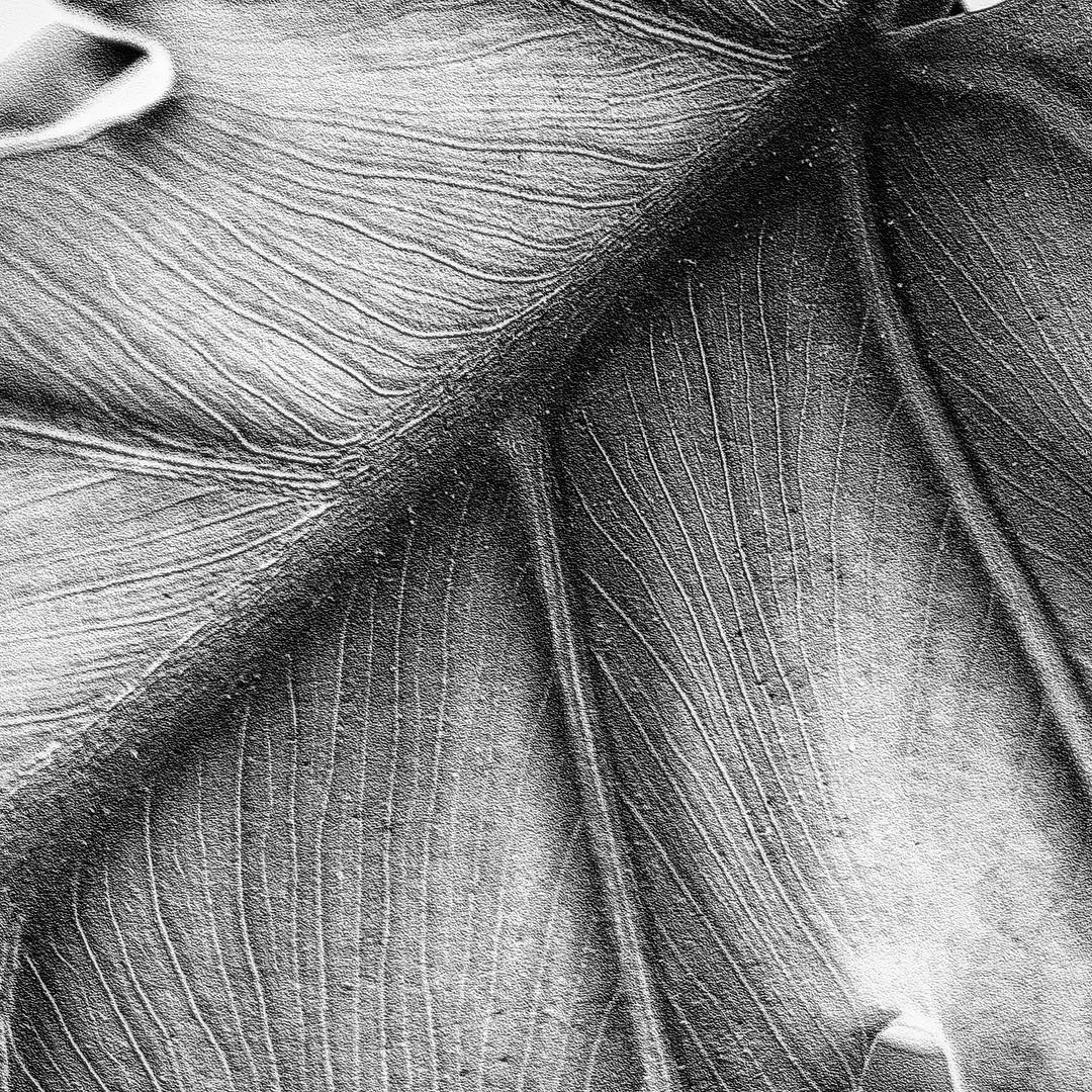 Mobiography Photo Challenge: 15 Stunning Black and White Smartphone Photos 4