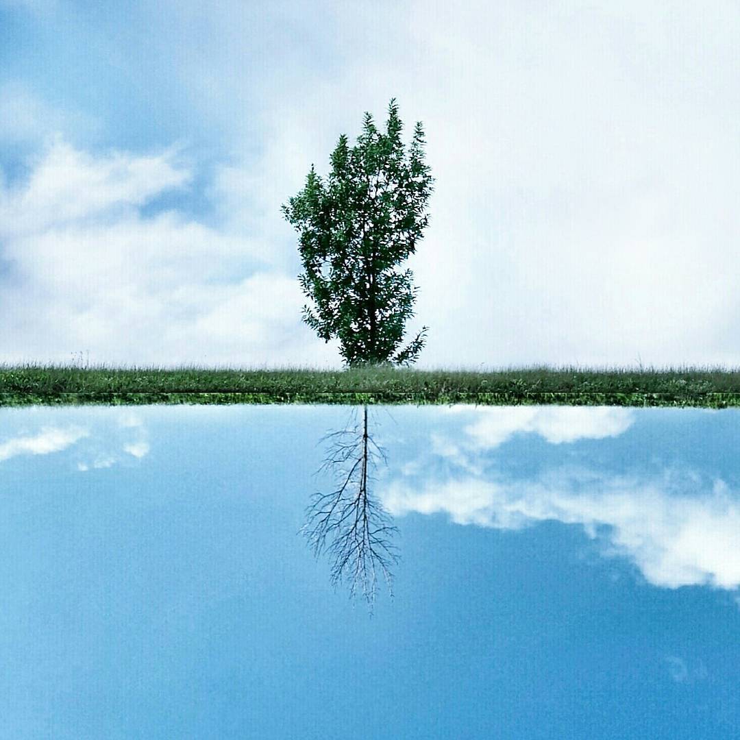 Mobiography Photo Challenge: 14 Beautiful Tree Inspired Smartphone Photos 2 Mobiography Photo Challenge: 14 Beautiful Tree Inspired Smartphone Photos 2