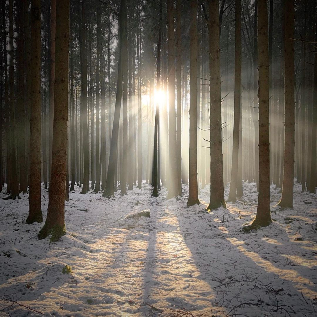 Mobiography Photo Challenge: 14 Beautiful Tree Inspired Smartphone Photos 10 Mobiography Photo Challenge: 14 Beautiful Tree Inspired Smartphone Photos 10