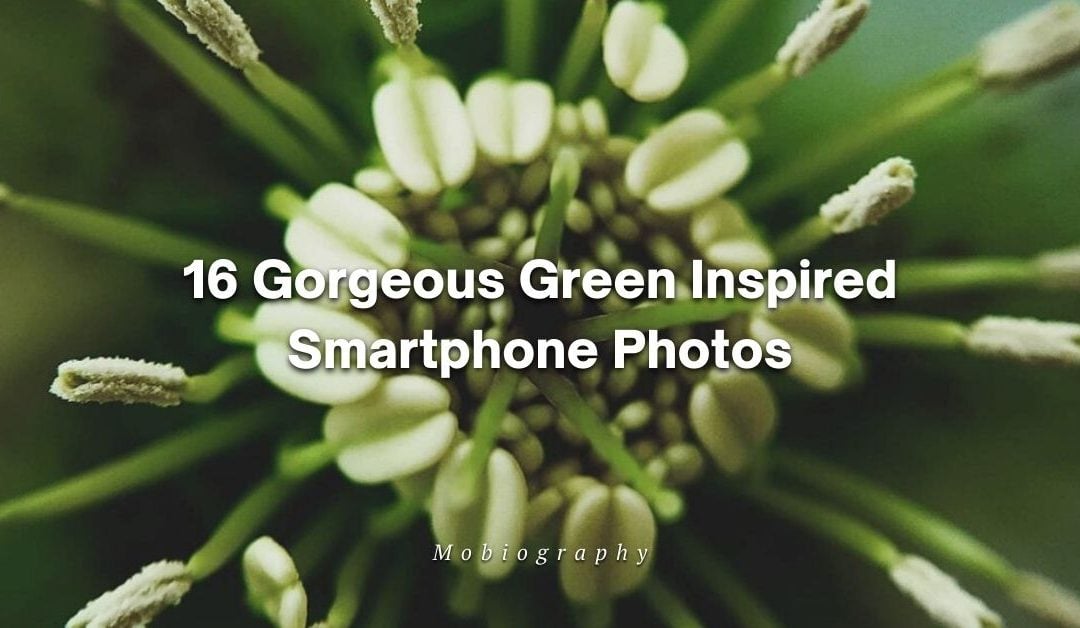 Mobiography Photo Challenge: 16 Gorgeous Green Inspired Smartphone Photos