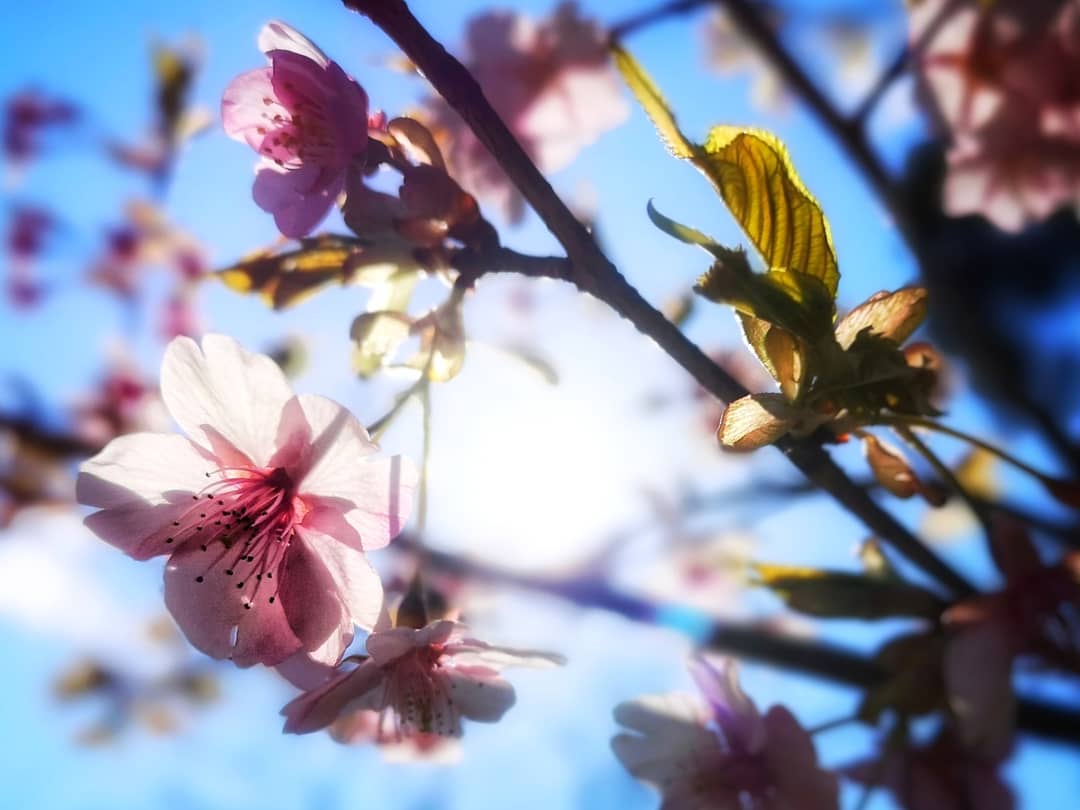 Mobiography Photo Challenge: 14 Stunning Springtime Inspired Smartphone Photos 8