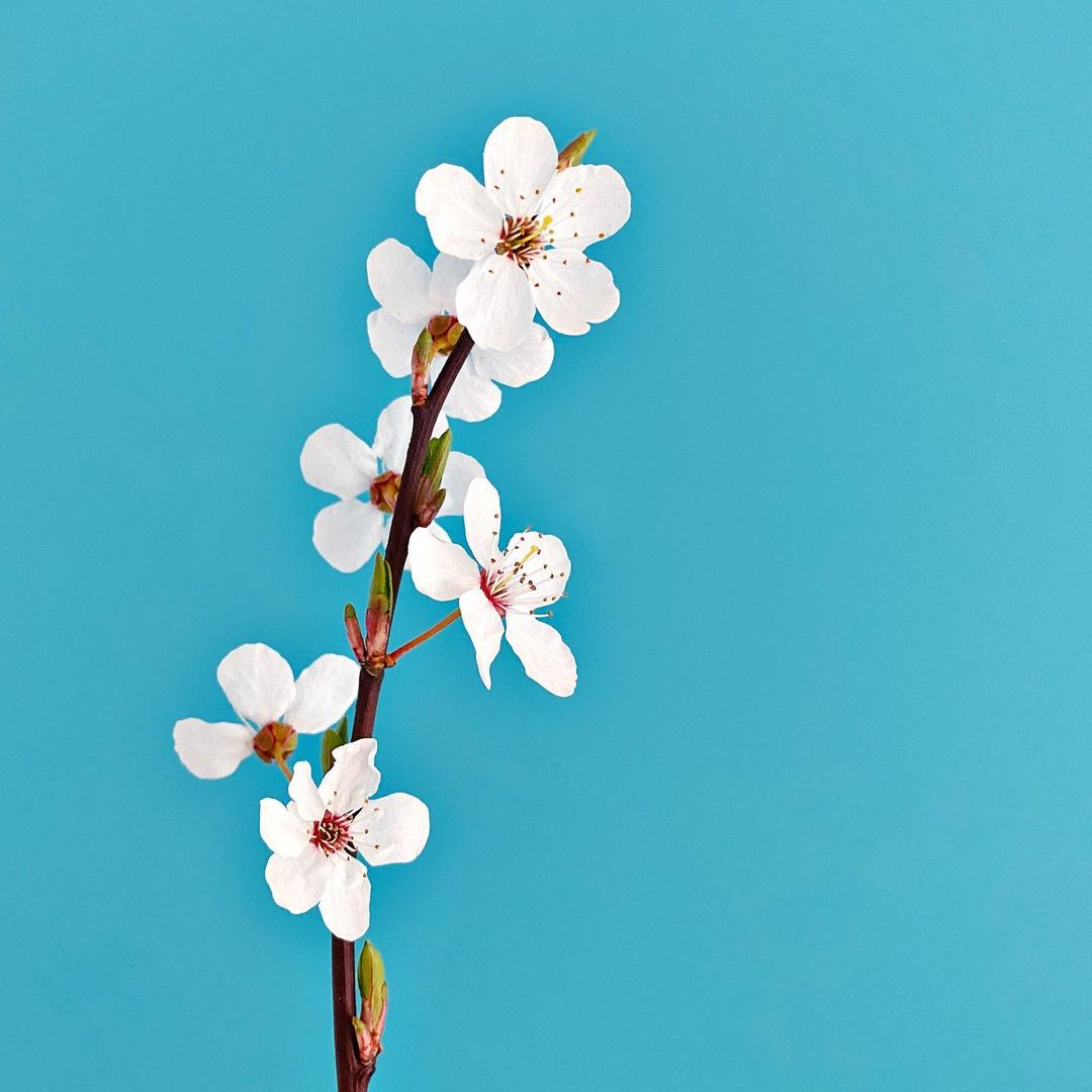 Mobiography Photo Challenge: 14 Stunning Springtime Inspired Smartphone Photos 13