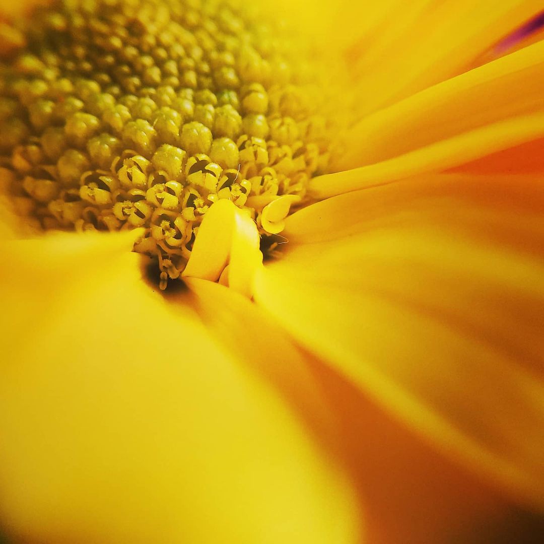 Mobiography Photo Challenge: 15 Bright & Colourful Yellow Inspired Smartphone Photos 1