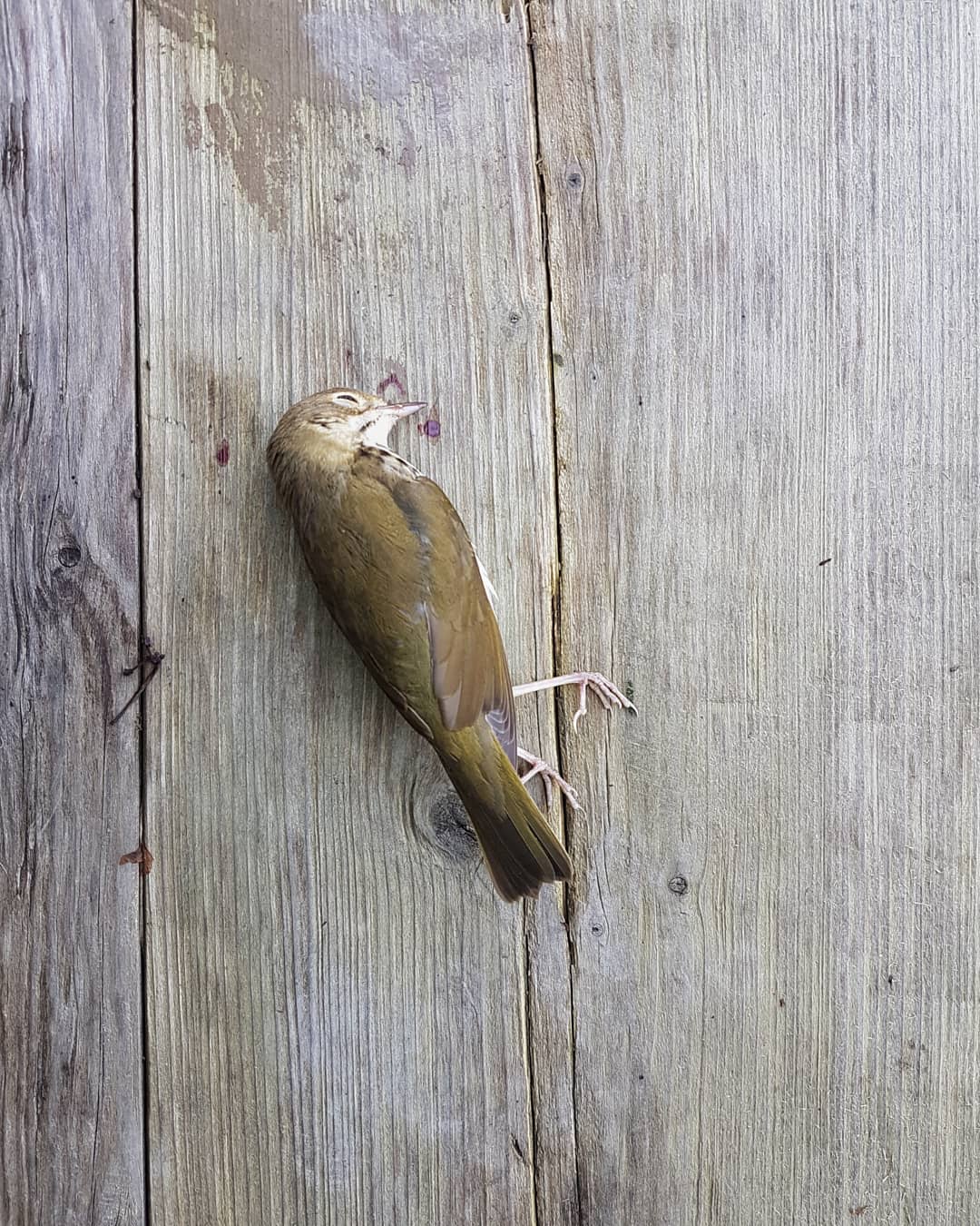 Mobiography Photo Challenge: 12 Up Close & Personal Inspired Smartphone Photos 2