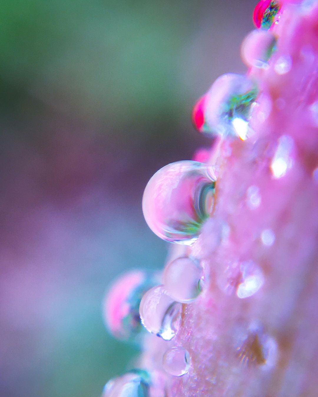 Mobiography Photo Challenge: 12 Up Close & Personal Inspired Smartphone Photos 7