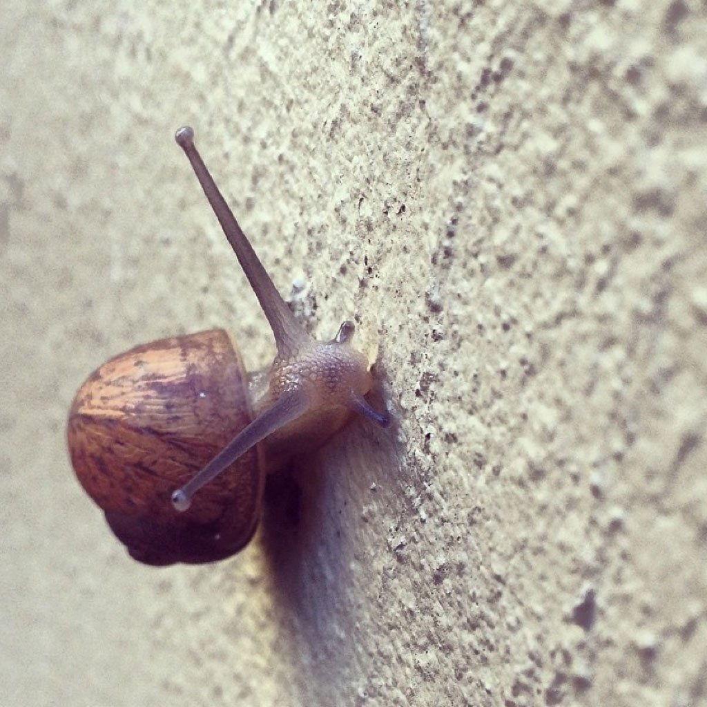 How To Shoot Amazing Macro Photography With Your iPhone 1