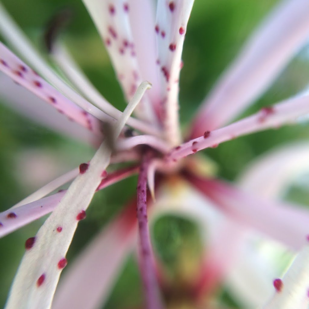 How To Shoot Amazing Macro Photography With Your iPhone 2