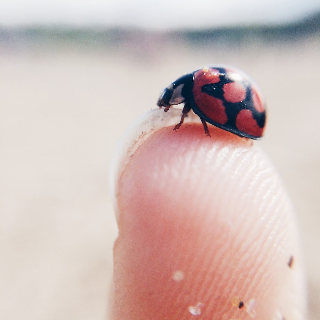 How To Shoot Amazing Macro Photography With Your iPhone 4