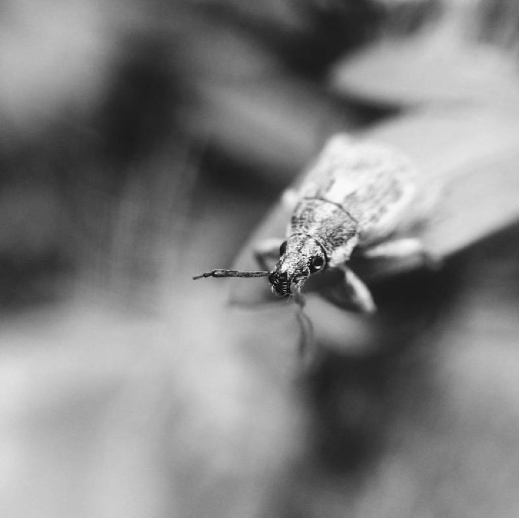 How To Shoot Amazing Macro Photography With Your iPhone 5