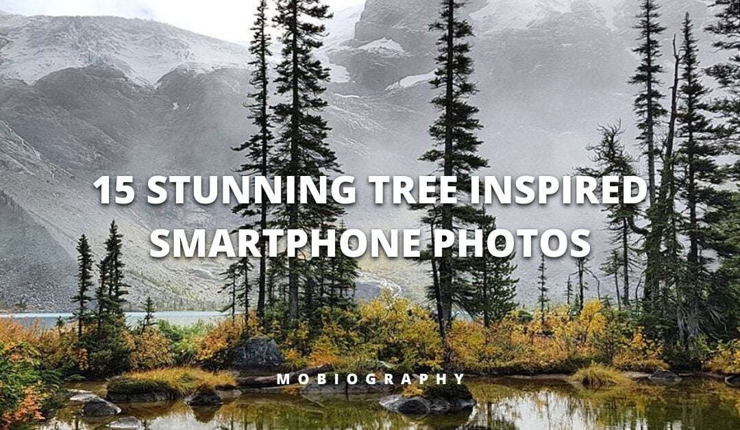 Mobiography Photo Challenge: 15 Stunning Tree Inspired Smartphone Photos