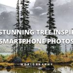 Mobiography Photo Challenge: 15 Stunning Tree Inspired Smartphone Photos