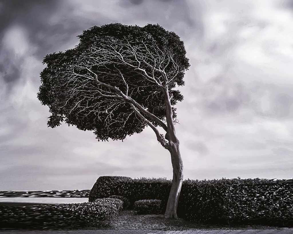 Mobiography Photo Challenge: 15 Stunning Tree Inspired Smartphone Photos 7