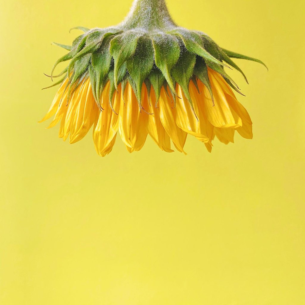 Mobiography Photo Challenge: 15 Vibrantly Yellow Inspired Smartphone Photos 8